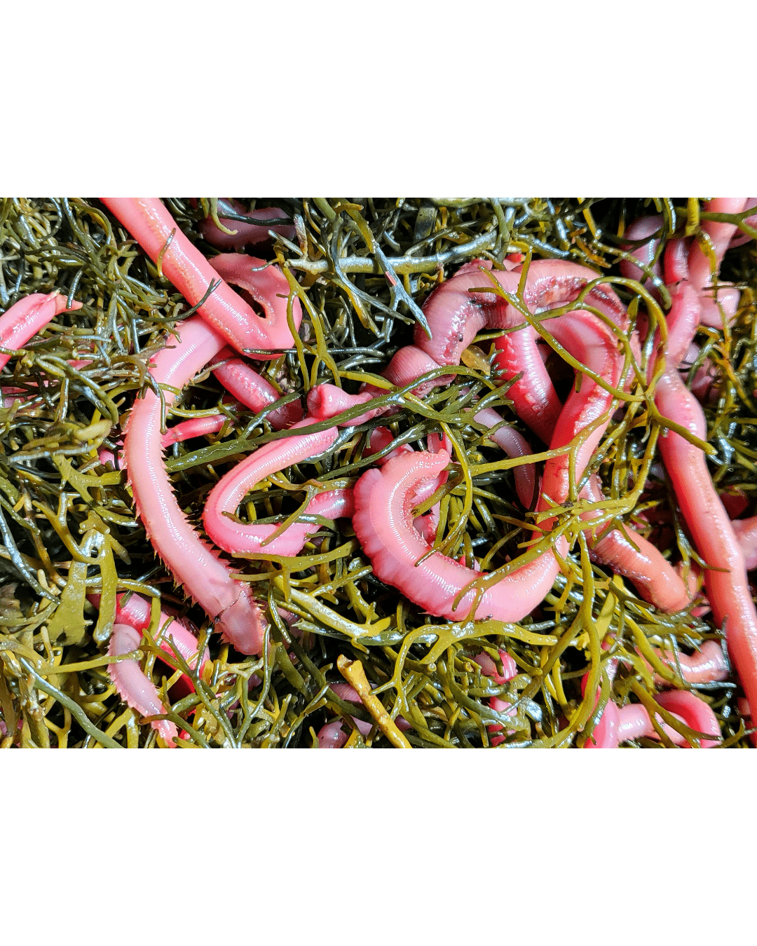 Blood Worms