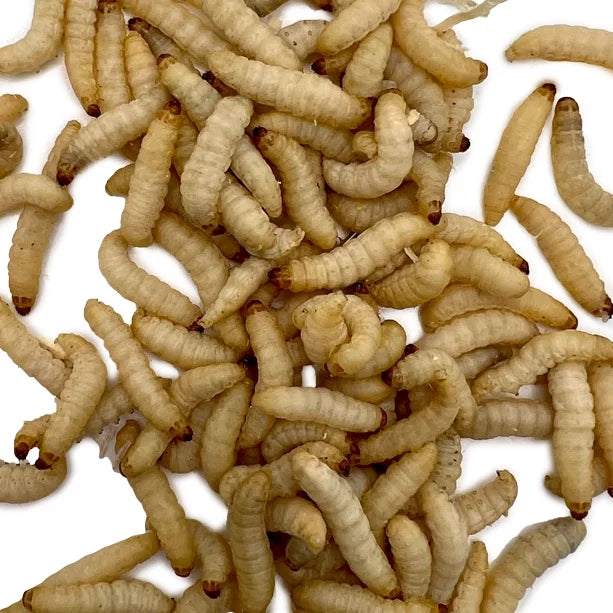 Wax Worms