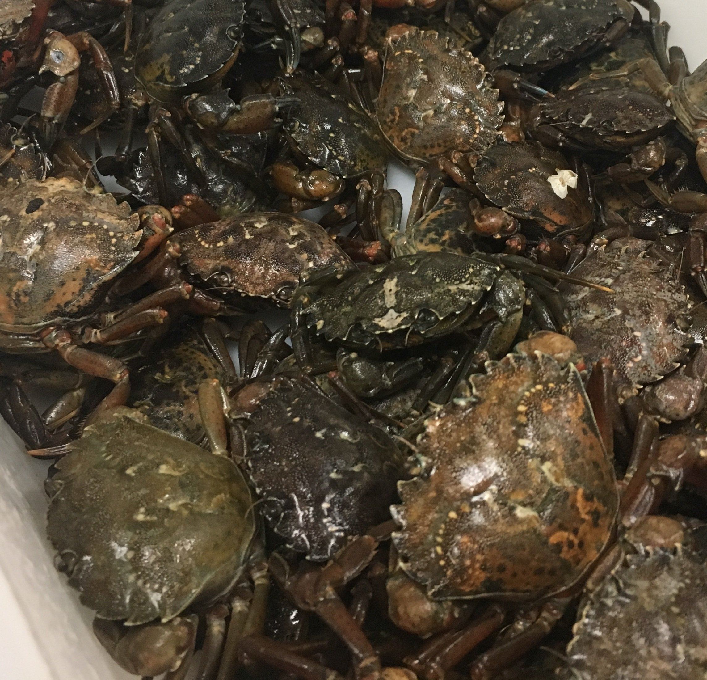 Green Crab